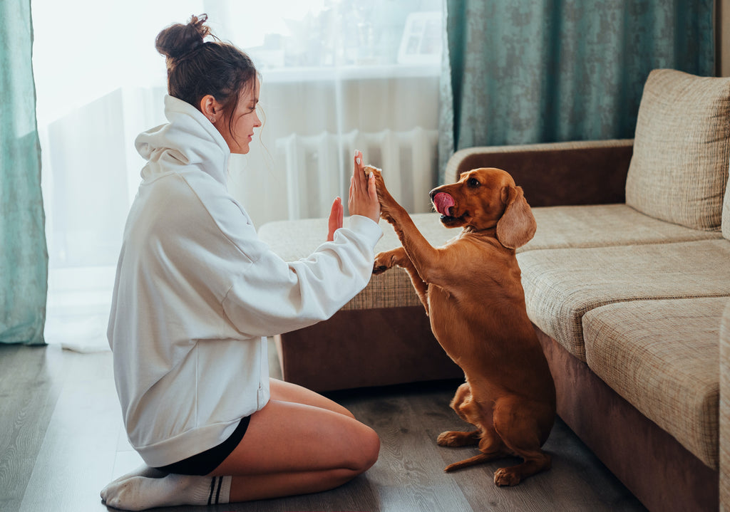 7 Best ways to show love to your pet